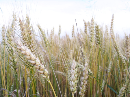 Photo of wheat stalks in the field, beautiful backgroundの写真素材