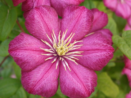 Detail macro image of beautiful pink flower Clematisの写真素材