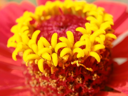Detail macro image of beautiful red flower Zinniaの写真素材