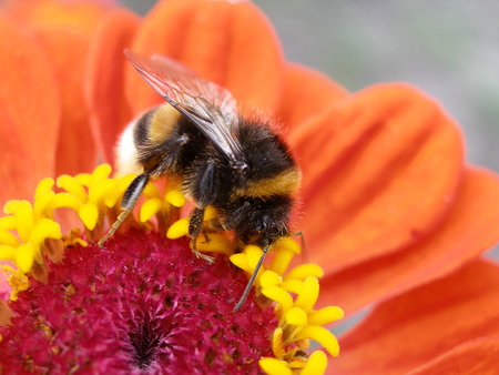 Macro image of bumblebee collecting nectar on beautiful orange Zinniaの写真素材