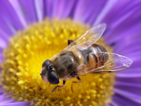 Macro image of a bee that collects nectar on a violet Asterの写真素材