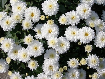 Closeup image of white flowers, background with amazing white flowers Chrysanthemumsの写真素材