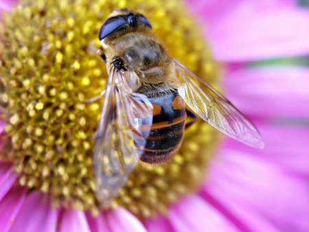 Macro image of a bee that collects nectar on a violet Asterの写真素材