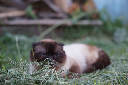 scottish fold siamese mix catの写真素材