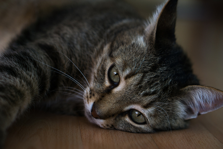 large home striped catの写真素材