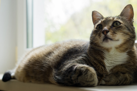 large home striped catの写真素材