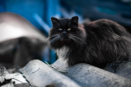 black cat sit crouched looking topの写真素材