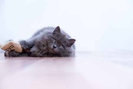 Excited gray fluffy cat playingの写真素材