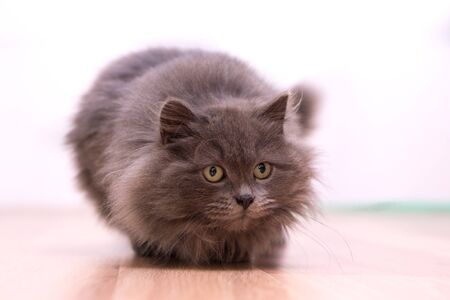 Excited gray fluffy cat playingの写真素材