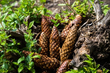Several fir cones on the forest floorの写真素材