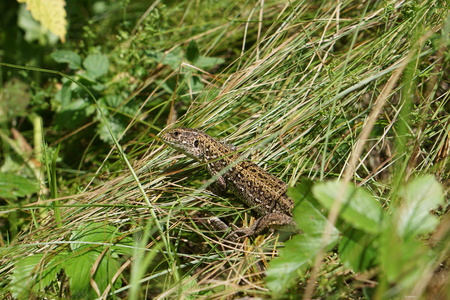 Green lizard hiding in the grassの写真素材