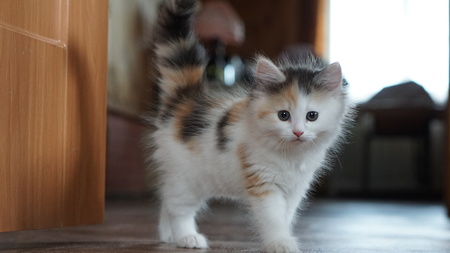 Three kittens on the shelf in the interiorの写真素材