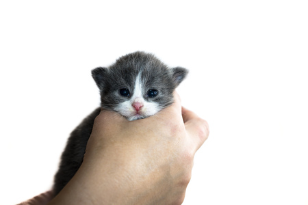 cute little kitten sitting on the palm.の写真素材
