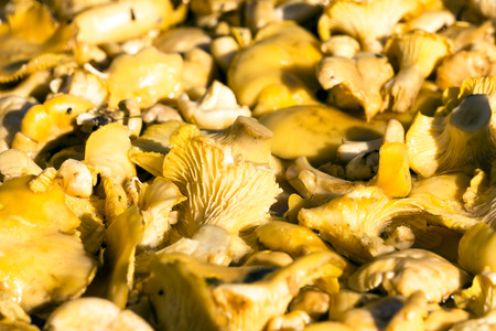 Raw fresh chanterelle mushroom background. Cantharellus cibarius or girolle fungus.の写真素材