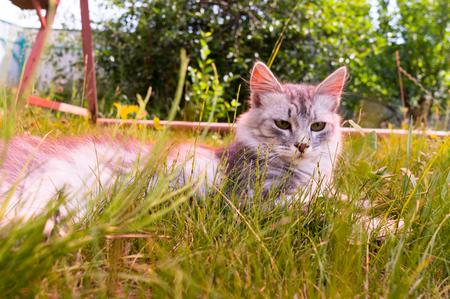 A thoughtful fluffy cat is sitting on the grass. Beautiful street cat on sunny day. Sad gray catの写真素材