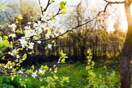Beautiful apple tree branch with sunの写真素材