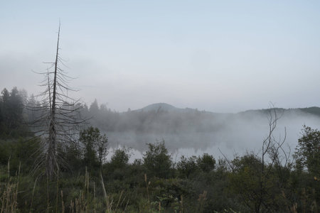Lone tree at foggy lakeの写真素材