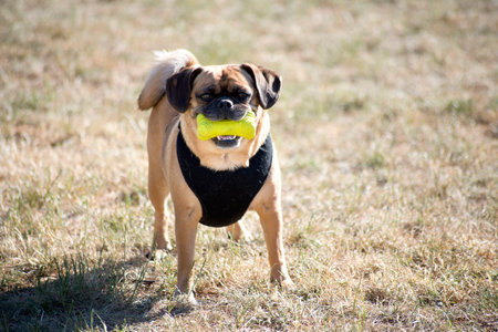 dog with squeeze toyの写真素材