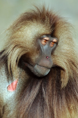 Gelada baboon looking to the right in Simeon mountains in Ethiopiaの写真素材