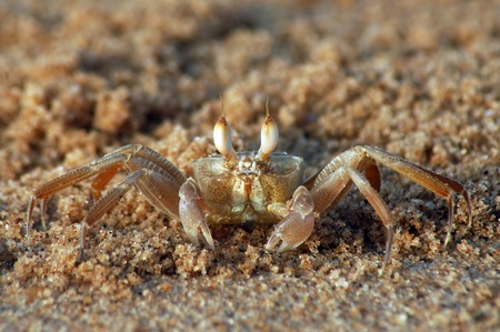 Brown crab on beachの写真素材