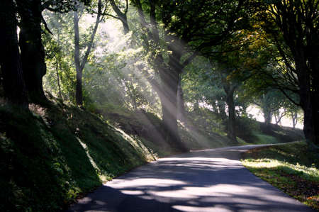 Shafts of sunlight through treesの写真素材