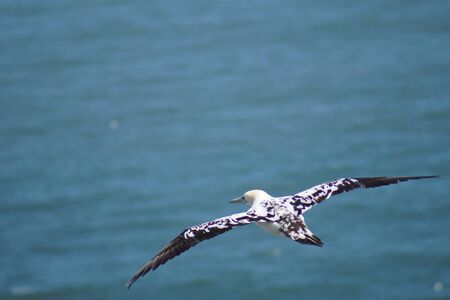 Gannet in Flightの写真素材
