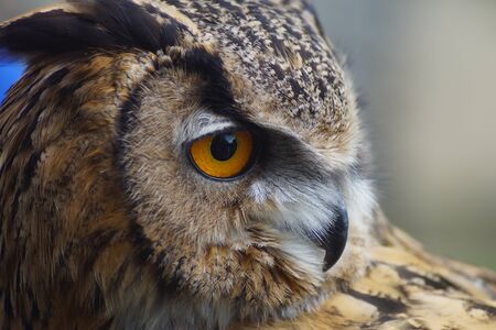 Owl Head Shot Imageの写真素材