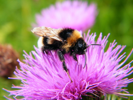 Bumble Bee on Thistle Flower