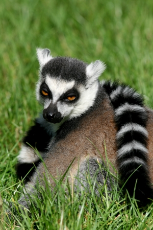 Ring tailed lemur, lemur catta, native to Madagascar