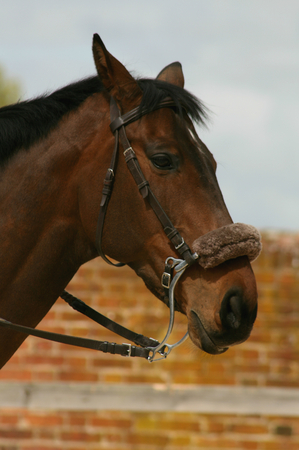 Head of horse fitted with bridle and sheepskin noseband, Audley End House, Saffron Walden, Essex , Englandの写真素材