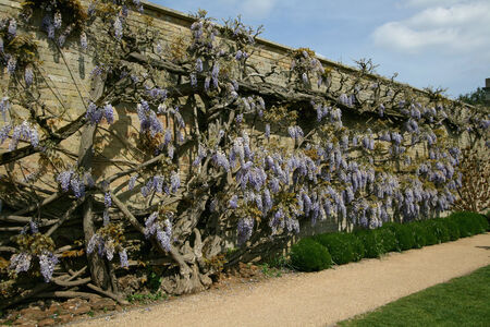 Part of wisteria plant covering a wall approx 25m x 4m, Wrest Park, near Silsoe, Bedfordshire, Englandのeditorial素材