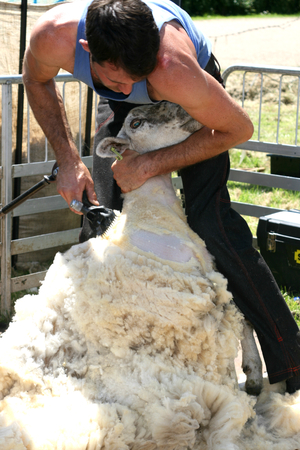 Sheep shearing, Open Farm Sunday 2014, Burwash Manor, Barton, near Cambridge, Cambridgeshire, Englandのeditorial素材