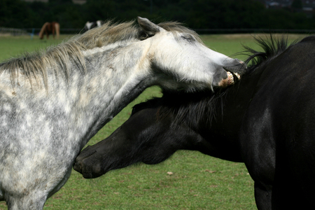 Two horses grooming each other, Ada Cole Rescue Centre, Redwings Horse Sanctuary, Broadley Common, nr Nazeing, Essex, Englandの写真素材