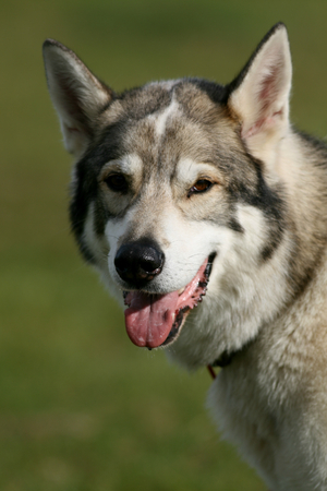 Head portrait of a Utonagen dog