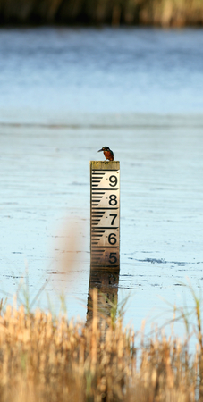 Kingfisher bird on water level indicator RSPB Minsmere nature reserve Saxmundham Suffolk Englandの写真素材