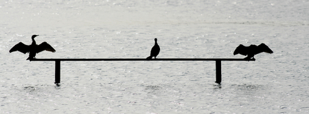 Three silhouetted cormorants, RSPB Minsmere nature reserve, Saxmundham, Suffolk, Englandの写真素材