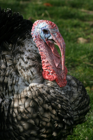 Turkey in grass paddock at a farm in Weathersfield, Essex, England