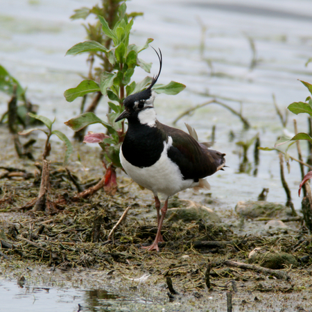 Lapwing RSPB Rye Meads Hoddesdon Hertfordshire England