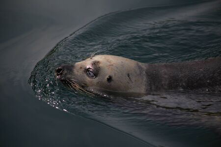 Seal in the Piscinarium at the Aquarium Finisterrae, A Coruna, Spainの写真素材