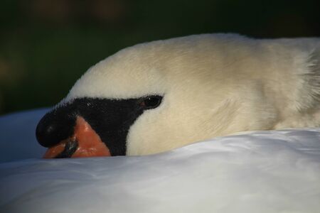 Swan resting head in feathers of wings on the bank of the River Chelmer, Chelmsford, Essexの写真素材