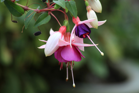 Fushcia blooms, Butterfly World, Newport, Isle of Wightの写真素材