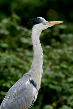 Heron at RSPB Rye Meads, Hoddesdon, Hertfordshire, Englandの写真素材