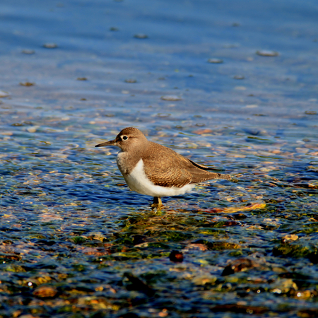 Sandpiper at RSPB Rye Meads, Hoddesdon, Hertfordshire, Englandの写真素材