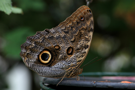 Great owl butterfly, Butterfly World, Isle of Wight, Englandの写真素材