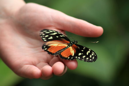 Heceles longwing butterfly on childs hand, Butterfly World, Isle of Wight, England