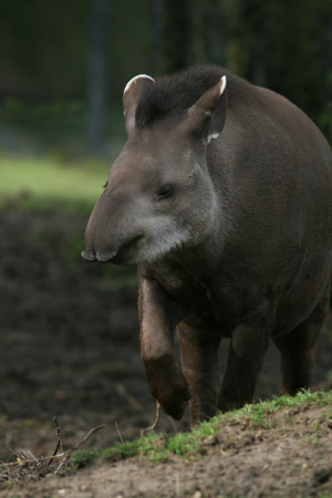 Brazilian Tapir, Linton Zoo, Linton, Cambridgeshire, Englandの写真素材