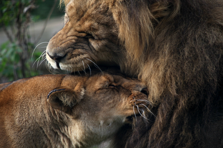 Male and female African Lions, Linton Zoo, Linton, Cambridgeshire, Englandの写真素材