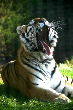 Amur tiger, Linton Zoo, Linton, Cambridgeshire, Englandの写真素材