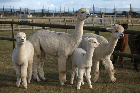 Group of four white alpacaの写真素材