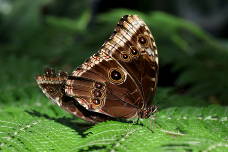 Blue Morpho butterfly, Butterflies in The Glasshouse, RHS Wisley, Surreyの写真素材